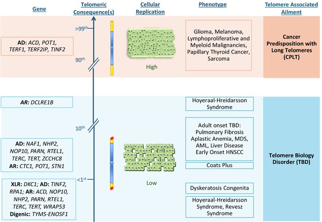 Different phenotypes with different endings—Telomere biology disorders and cancer predisposition with long telomeres